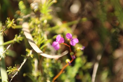 Stylidium scandens, photographed by Em Lamond