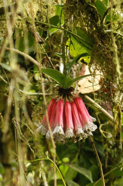 Bomarea pardina, photographed by Julien Renoult