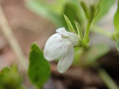 Justicia anagalloides, photographed by Jimmy Whatmore