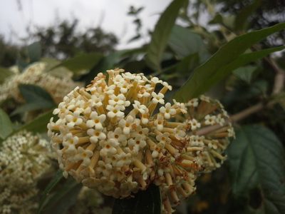 Buddleja auriculata, photographed by Jimmy Whatmore