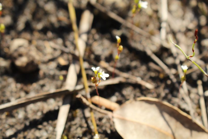 Stylidium perpusillum, photographed by Em Lamond