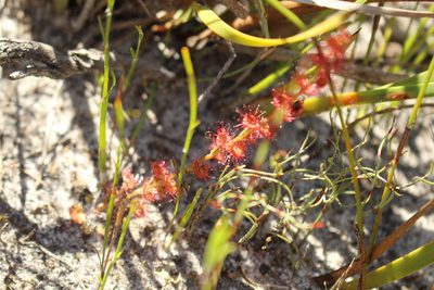 Drosera platypoda, photographed by Em Lamond