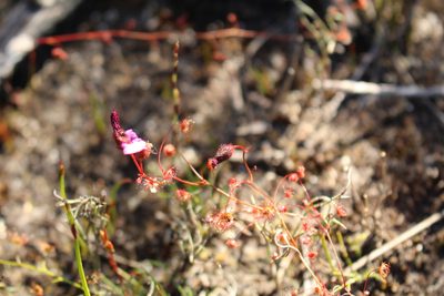 Drosera barbigera, photographed by Em Lamond