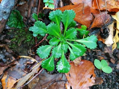Saxifraga cuneifolia, photographed by Daniel Linzbauer