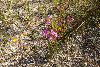 Stylidium scandens, photographed by Em Lamond