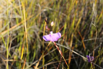 Utricularia volubilis, photographed by Em Lamond
