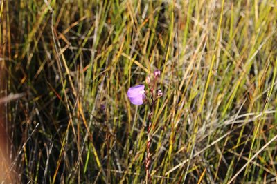Utricularia volubilis, photographed by Em Lamond