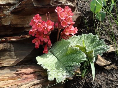 Streptocarpus dunnii, photographed by Jimmy Whatmore