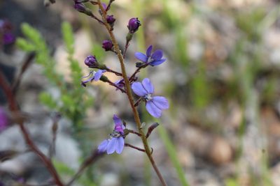 Stylidium amoenum, photographed by Em Lamond
