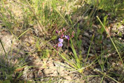 Stylidium amoenum, photographed by Em Lamond