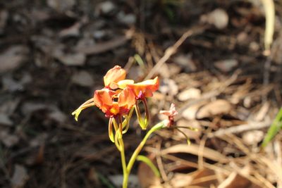 Diuris longifolia, photographed by Em Lamond