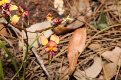 Diuris longifolia, photographed by Em Lamond