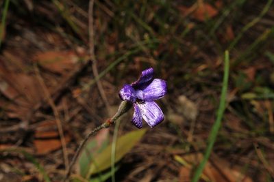 Caladenia brunonis, photographed by Em Lamond