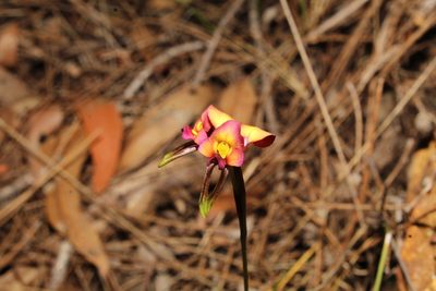 Diuris longifolia, photographed by Em Lamond