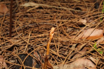 Gastrodia lacista, photographed by Em Lamond