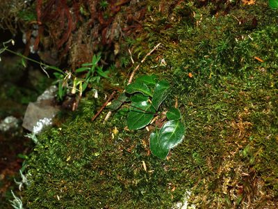 Ainsliaea henryi