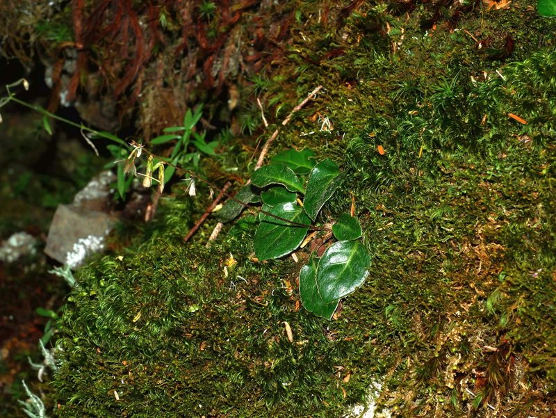 Ainsliaea henryi, photographed by Jacy Chen