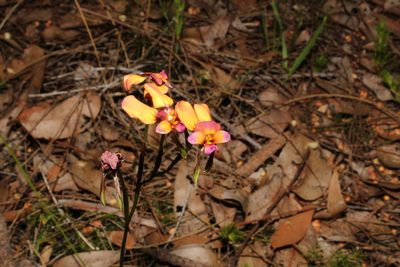 Diuris longifolia, photographed by Em Lamond