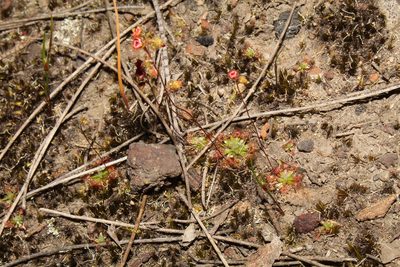 Drosera platystigma, photographed by Em Lamond