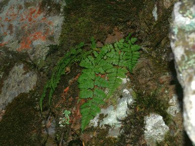 Dryopteris serratodentata, photographed by Jacy Chen