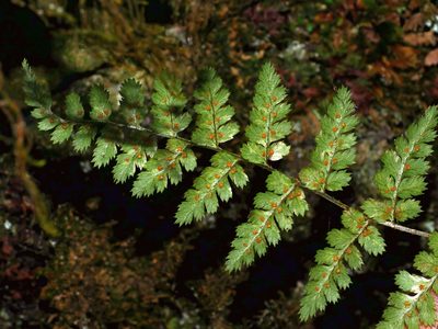 Dryopteris serratodentata, photographed by Jacy Chen