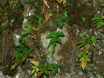 Selliguea quasidivaricata, photographed by Jacy Chen