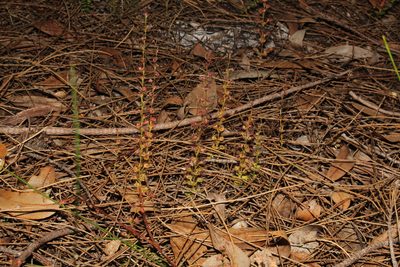Drosera platypoda, photographed by Em Lamond