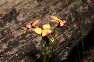 Diuris longifolia, photographed by Em Lamond