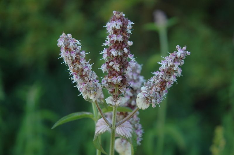 Platostoma rotundifolium, photographed by Jimmy Whatmore