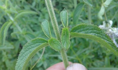 Platostoma rotundifolium, photographed by Jimmy Whatmore