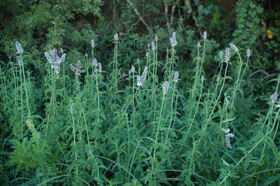 Platostoma rotundifolium, photographed by Jimmy Whatmore