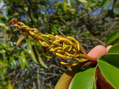 Vochysia pyramidalis, photographed by Tsssss