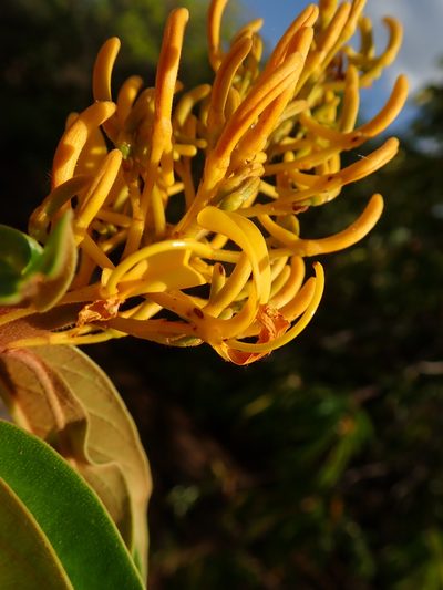 Vochysia pyramidalis, photographed by Tsssss