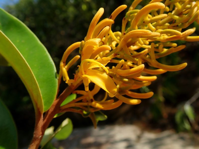 Vochysia pyramidalis, photographed by Tsssss