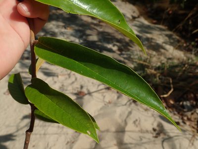 Vochysia pyramidalis, photographed by Tsssss