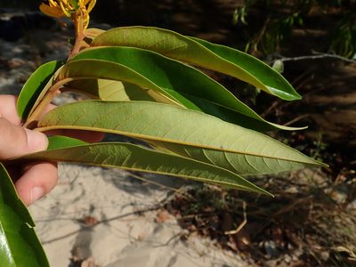 Vochysia pyramidalis, photographed by Tsssss