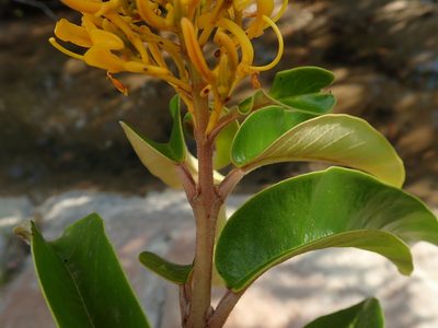Vochysia pyramidalis, photographed by Tsssss