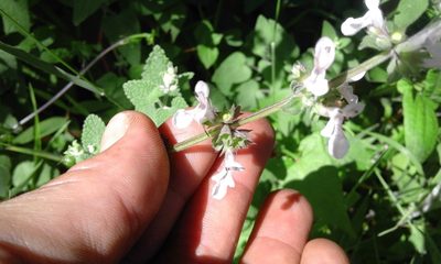 Stachys grandifolia, photographed by Jimmy Whatmore