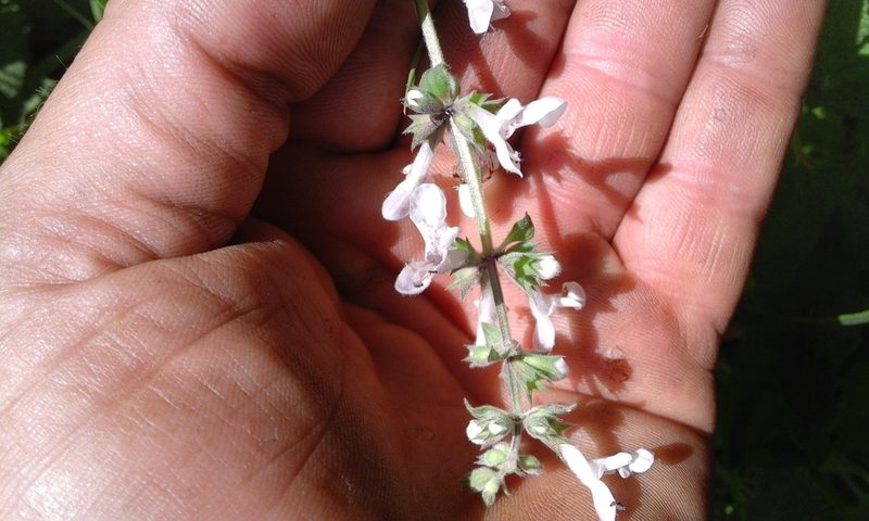 Stachys grandifolia, photographed by Jimmy Whatmore