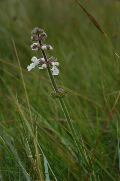 Stachys simplex, photographed by Jimmy Whatmore