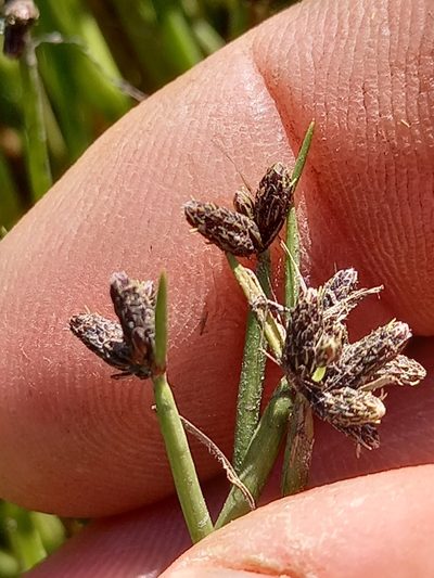 Isolepis natans, photographed by kevin koen