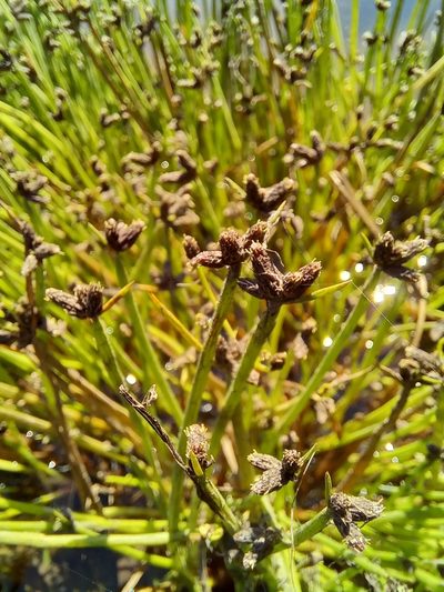 Isolepis natans, photographed by kevin koen