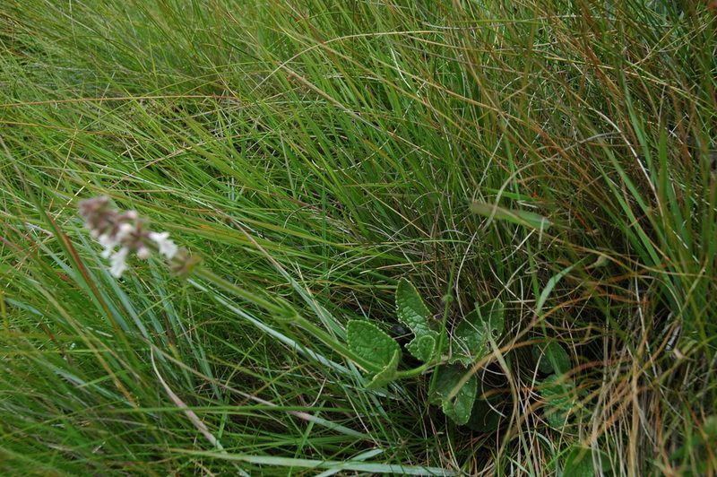 Stachys simplex, photographed by Jimmy Whatmore