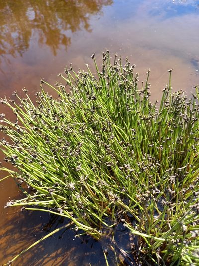 Isolepis natans, photographed by kevin koen