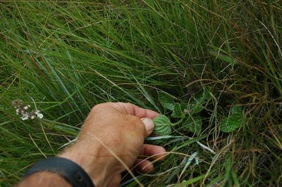 Stachys simplex, photographed by Jimmy Whatmore