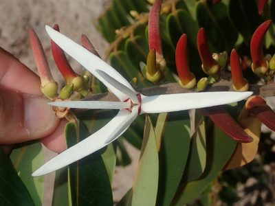 Xylopia aromatica, photographed by Tsssss