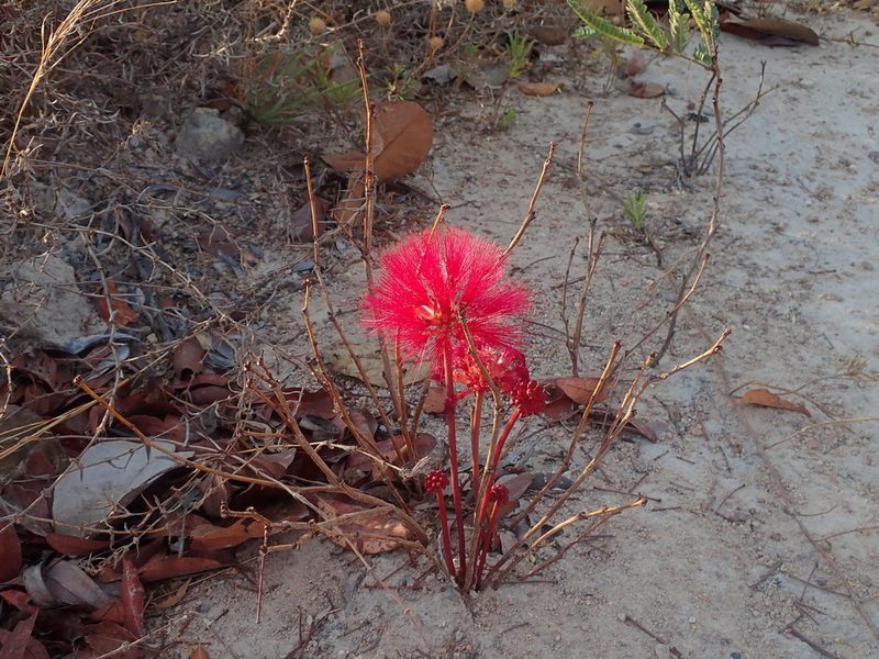 Calliandra longipes, photographed by Tsssss