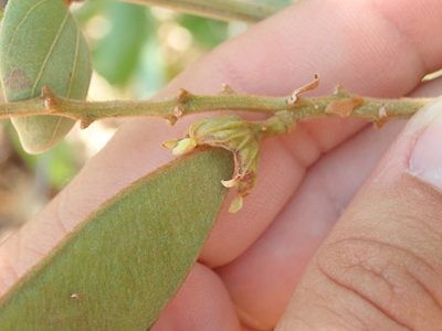 Schnella outimouta, photographed by Tsssss