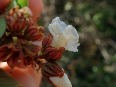 Schnella outimouta, photographed by Tsssss