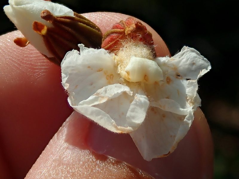 Schnella outimouta, photographed by Tsssss